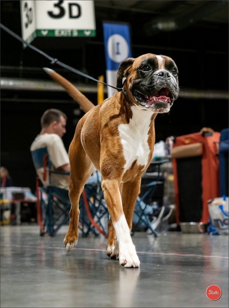 🇱🇺 LUXEMBOURG 🇱🇺 International Dog Show 🇱🇺 30/08 - 31/08/2025. Photographe à Strasbourg | Portraits, Studio, Enfants, Événements