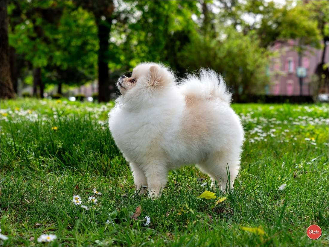 Expositions canines des 6 & 7 avril 2024 NDS Mulhouse, France. Photographe à Strasbourg | Portraits, Studio, Enfants, Événements