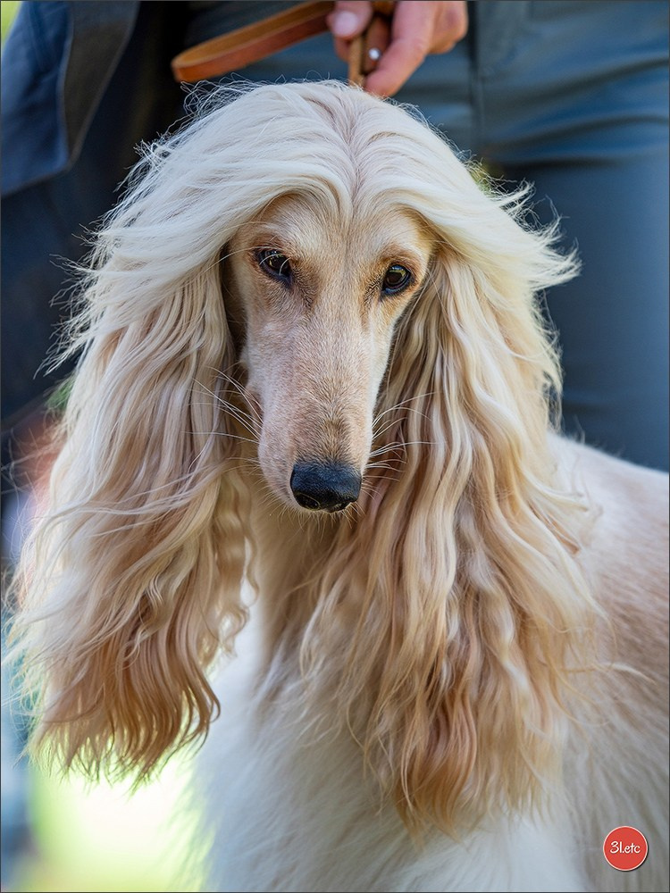 Dog Show Hallbergmoos  🇩🇪  11-13/07/2025. Photographe à Strasbourg | Portraits, Studio, Enfants, Événements