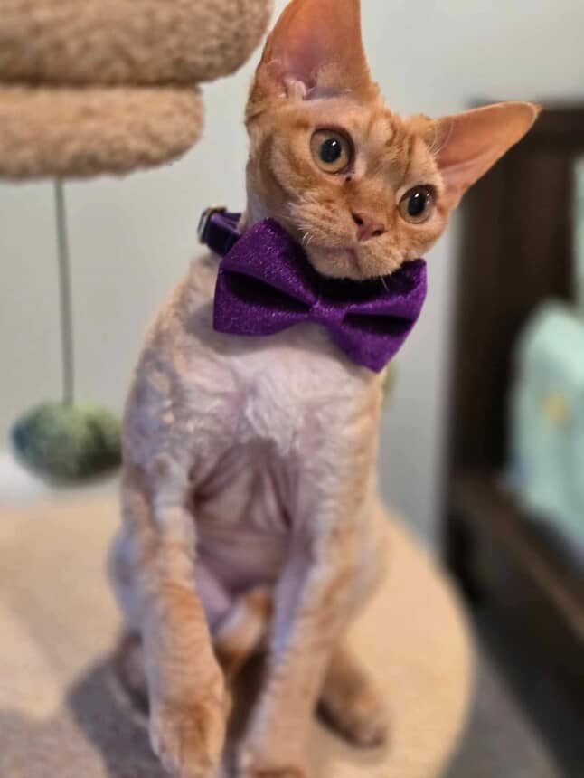 Dorito, boy, born on 06.06.24 SOLD. Devon Rex Pixie Cattery