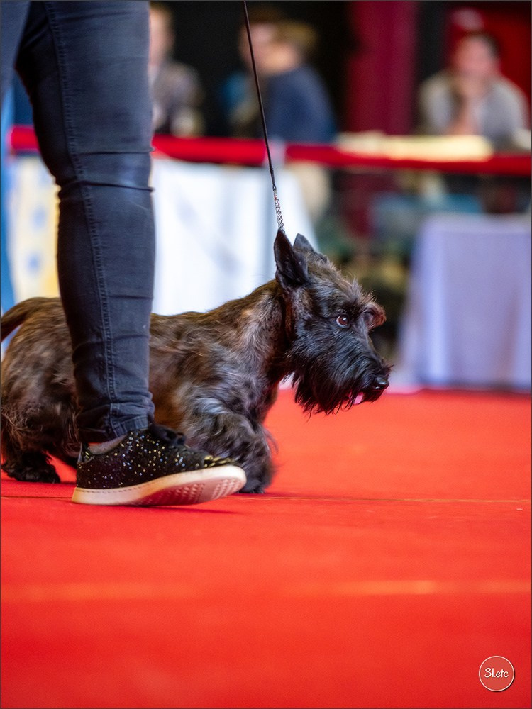Exposition Canine à  Margny-lès-Compiègne 14-15/09/2024. Photographe à Strasbourg | Portraits, Studio, Enfants, Événements