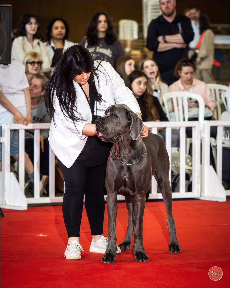 Expositions canines 14 avril 2024 Lyon. Photographe à Strasbourg | Portraits, Studio, Enfants, Événements