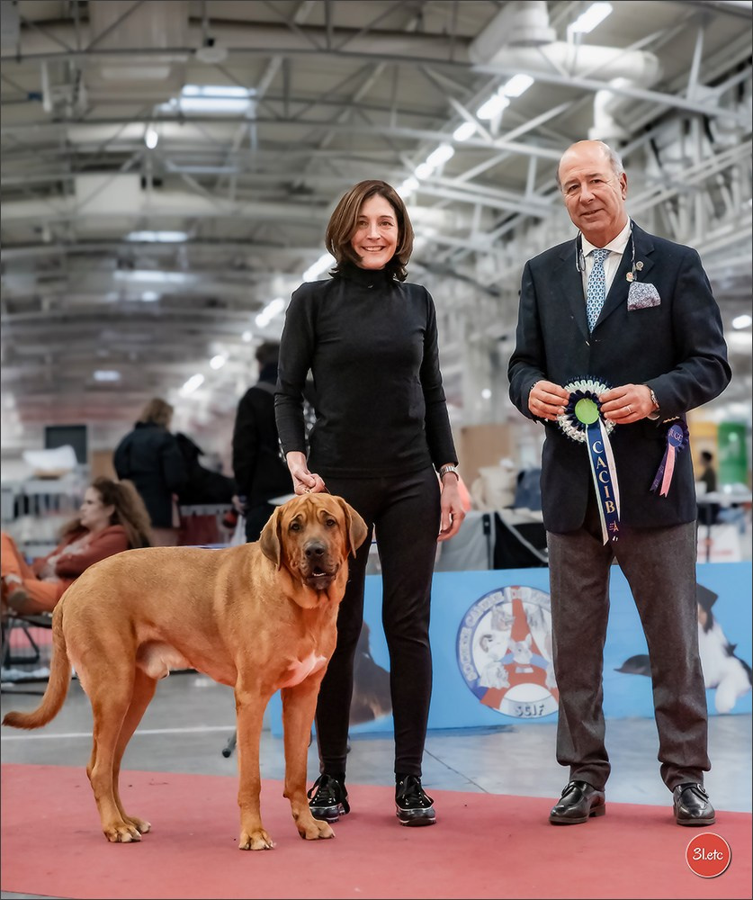 PDS  🇫🇷  Paris Dog Show  🇫🇷  Expo canine  10-11/01/2026. Photographe à Strasbourg | Portraits, Studio, Enfants, Événements