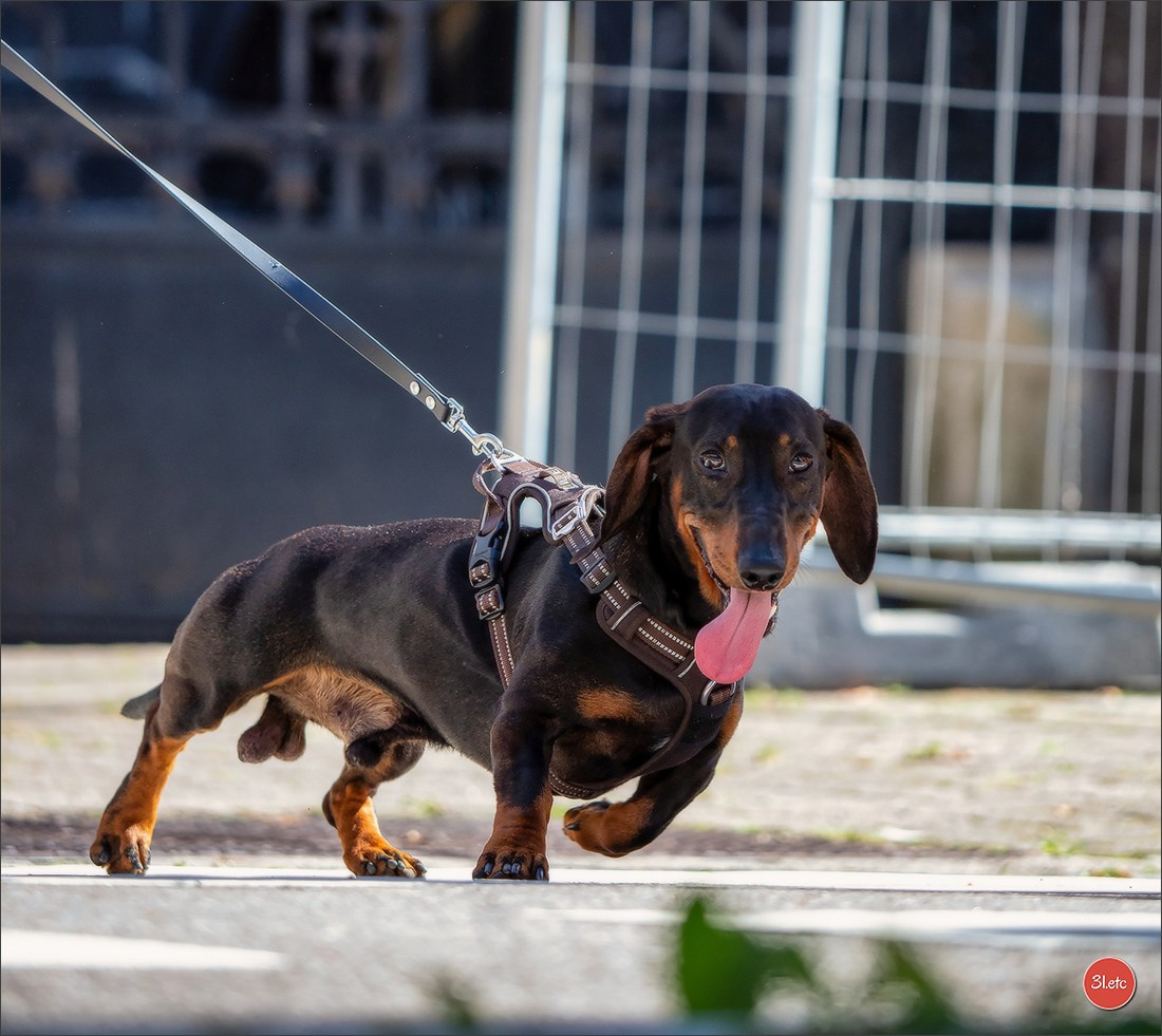 Teckels Parade Strasbourgeoise  Vous pouvez voir le galerie de photos. Photographe à Strasbourg | Portraits, Studio, Enfants, Événements
