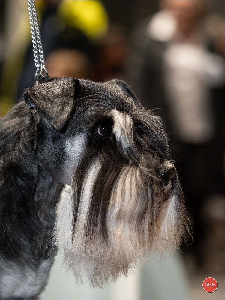 🇩🇪 Offenburg International Dogshow 15-16.03.25 🇩🇪. Photographe à Strasbourg | Portraits, Studio, Enfants, Événements
