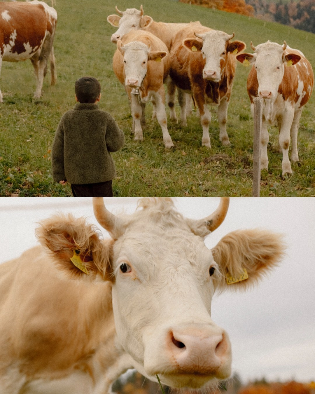 Boys, Cows, Autumn. Polina Sobol — family & documentary photographer in Bern. Outdoor & urban photo sessions for families, kids and couples