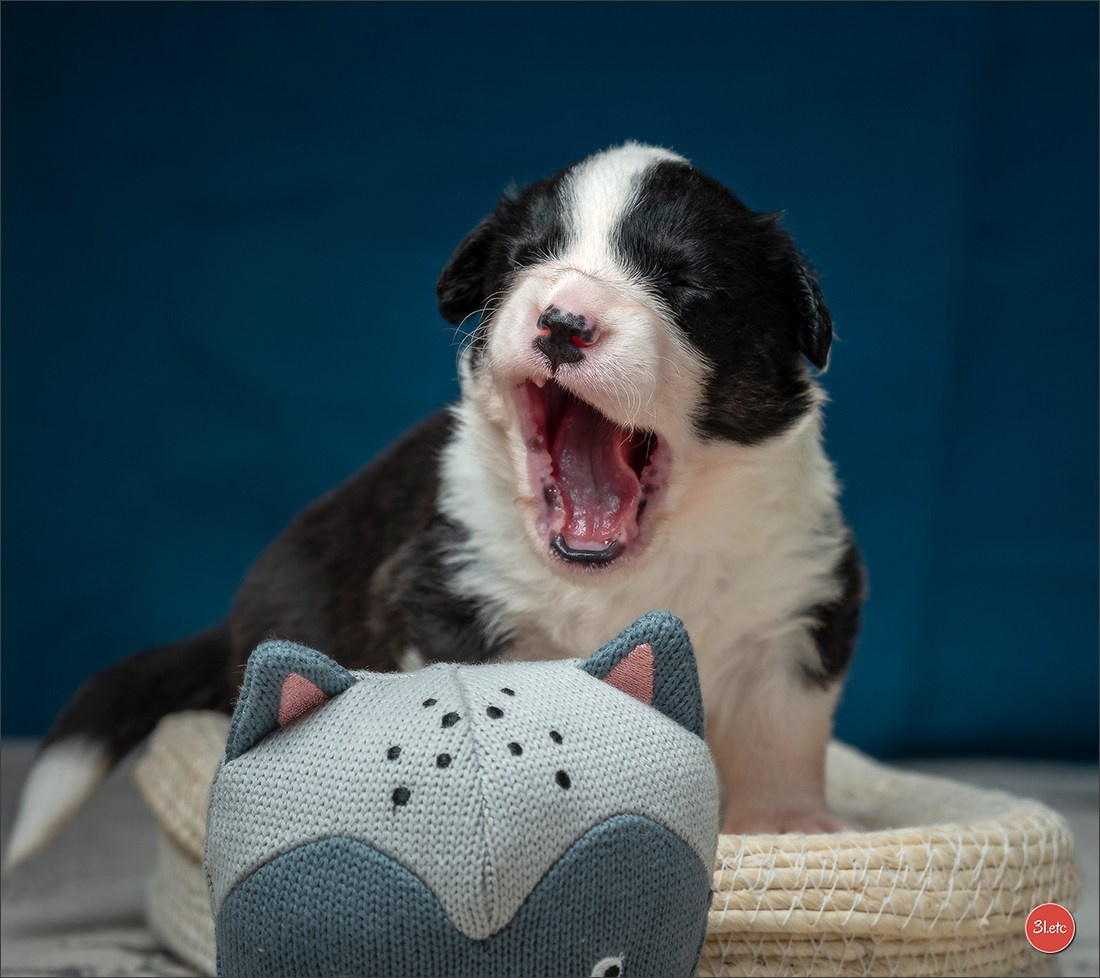 Photographie animalière. Photographe à Strasbourg | Portraits, Studio, Enfants, Événements