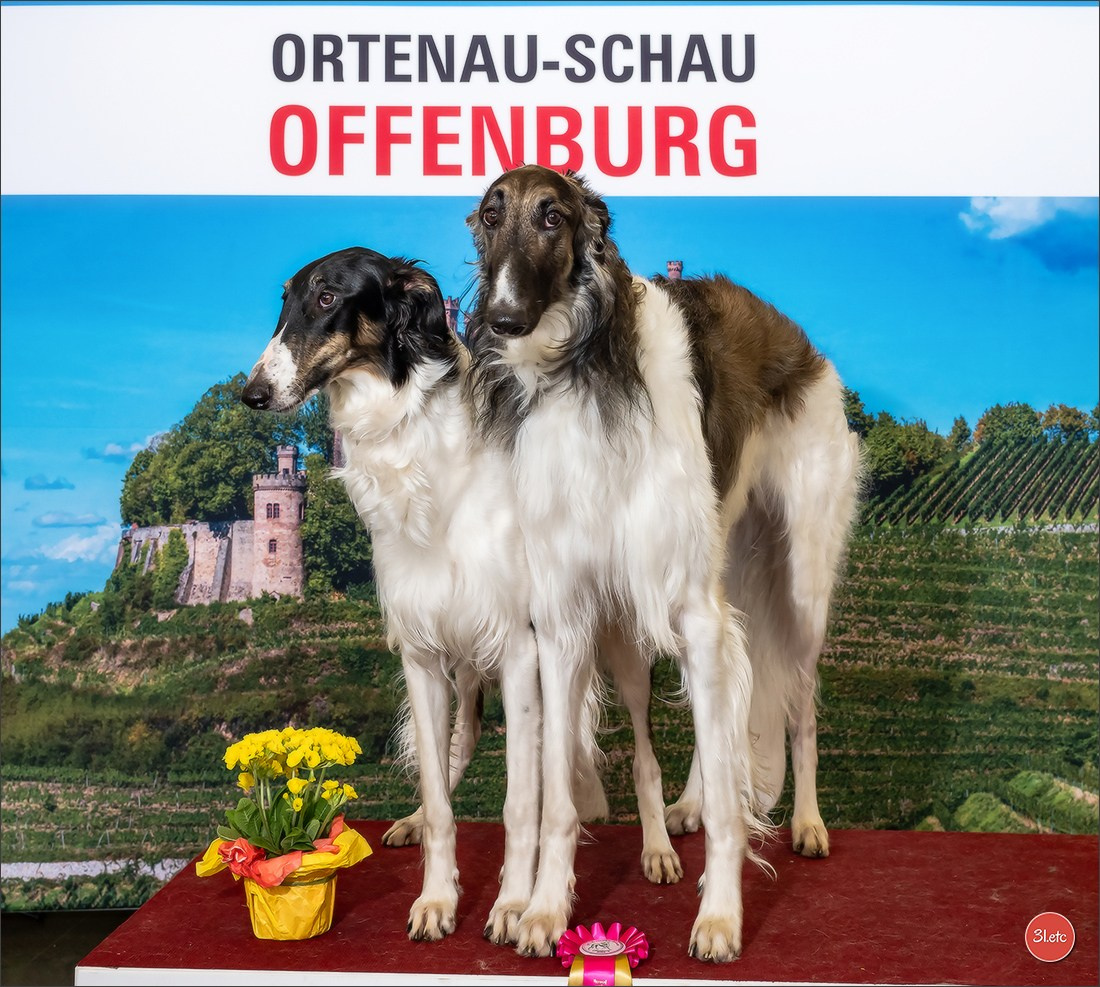 🇩🇪 Offenburg International Dogshow 15-16.03.25 🇩🇪. Photographe à Strasbourg | Portraits, Studio, Enfants, Événements