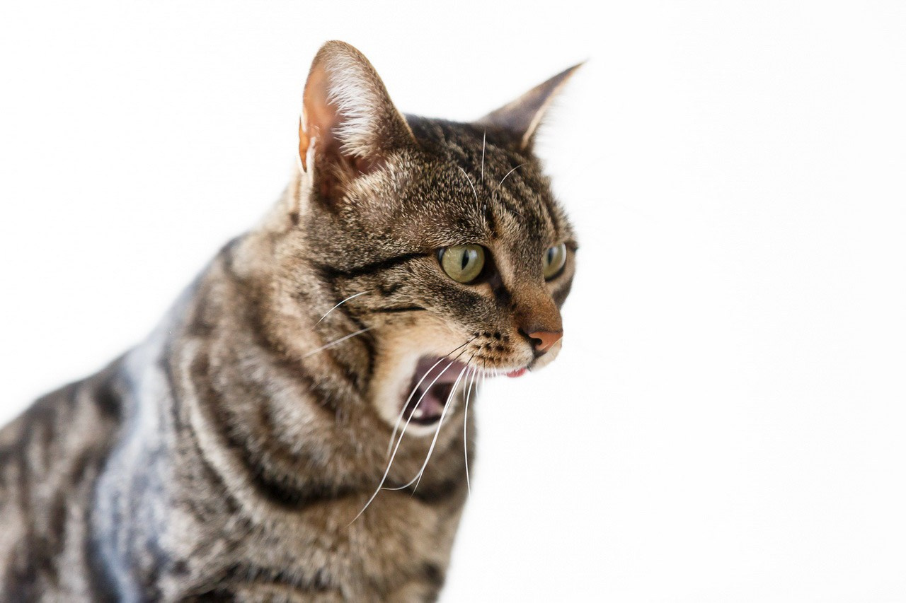 Tigrasta mačka sa izraženim karakterom – portret ljubimca u studiju.