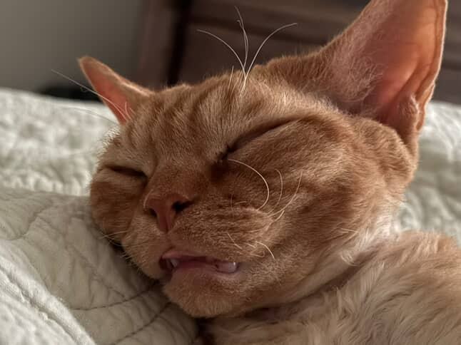 Dorito, boy, born on 06.06.24 SOLD. Devon Rex Pixie Cattery