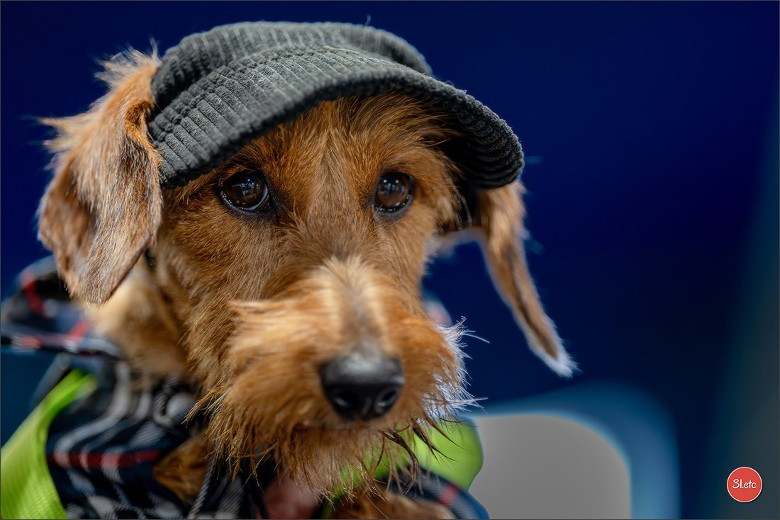 Expo canine 🇲🇨 Monaco 9-10/05/2026. Photographe à Strasbourg | Les animaux, Portraits, Studio, Événements