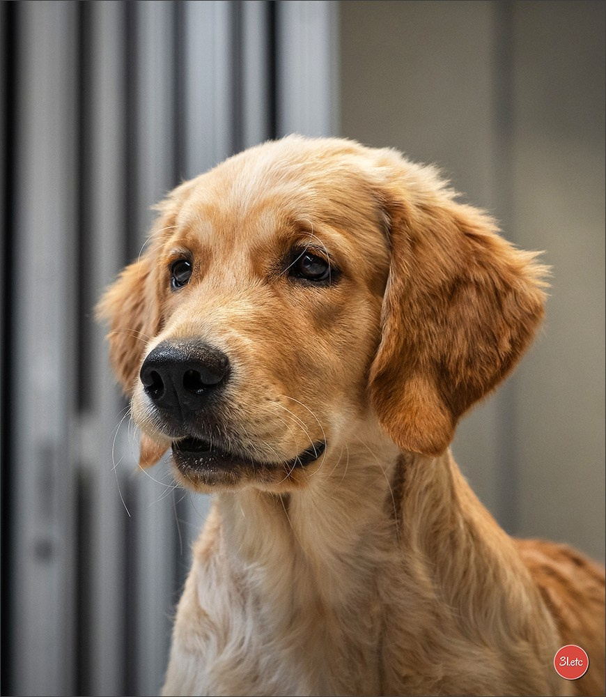 Photographie animalière. Photographe à Strasbourg | Portraits, Studio, Enfants, Événements