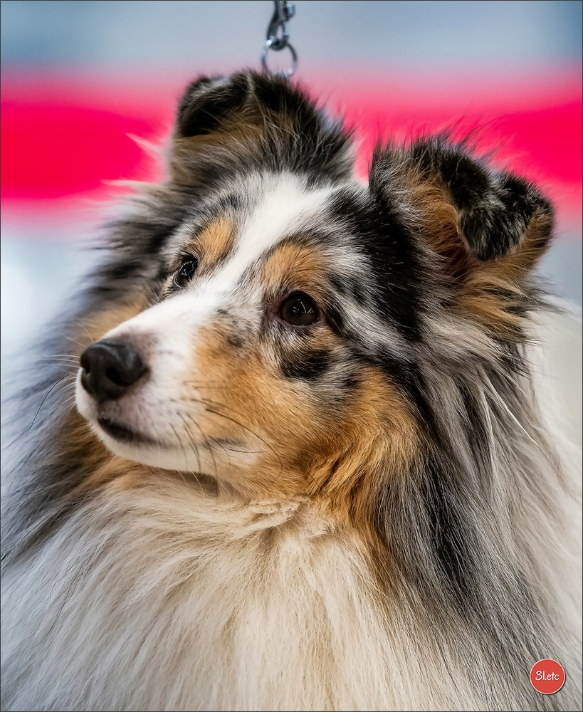 PDS  🇫🇷  Paris Dog Show  🇫🇷  Expo canine  10-11/01/2026. Photographe à Strasbourg | Portraits, Studio, Enfants, Événements