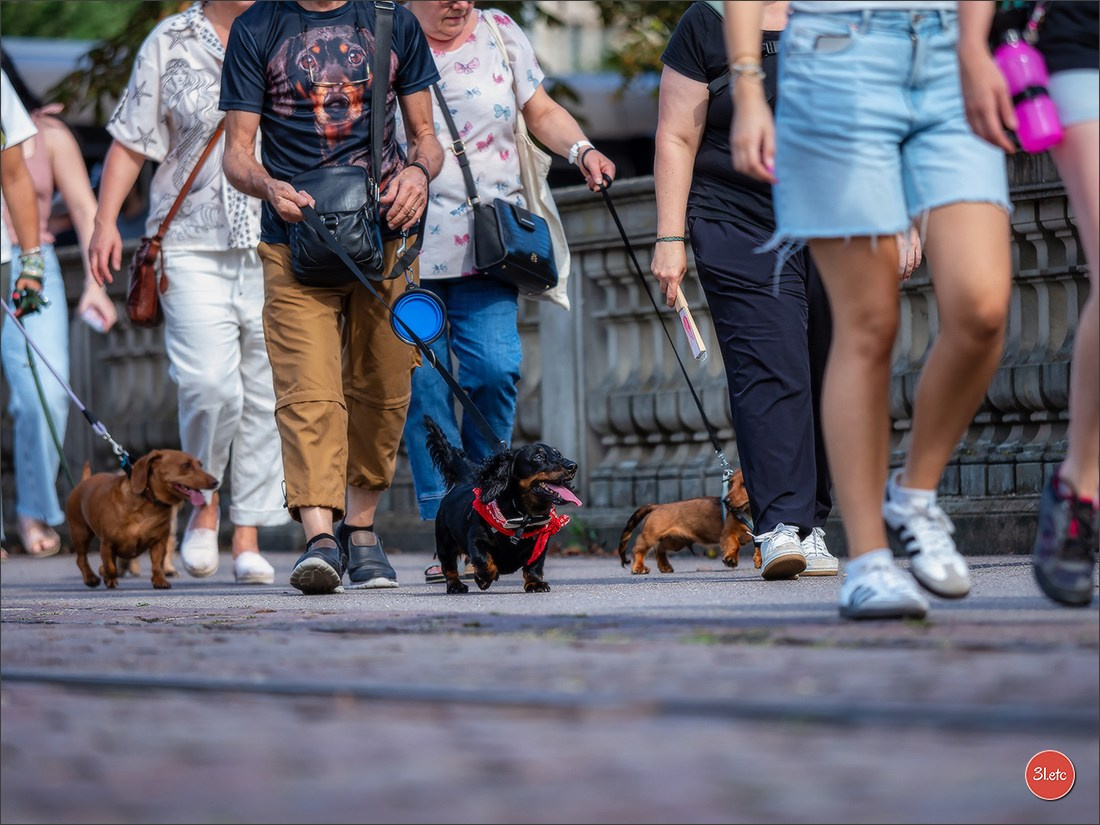 Teckels Parade Strasbourgeoise  Vous pouvez voir le galerie de photos. Photographe à Strasbourg | Portraits, Studio, Enfants, Événements