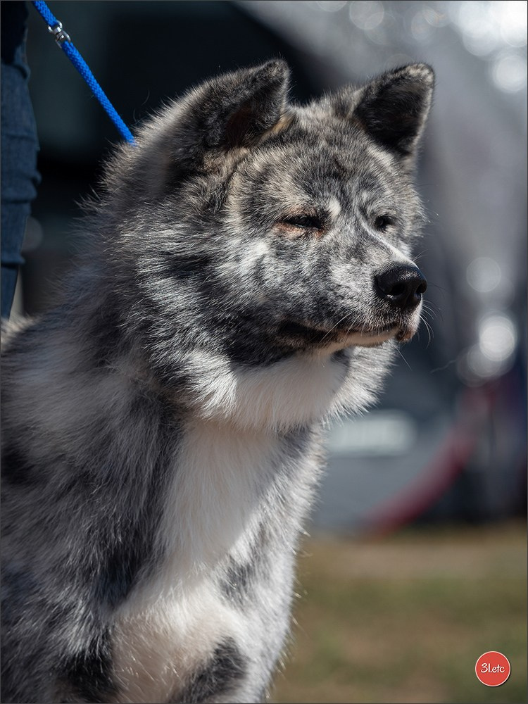 Photographie animalière. Photographe à Strasbourg | Portraits, Studio, Enfants, Événements