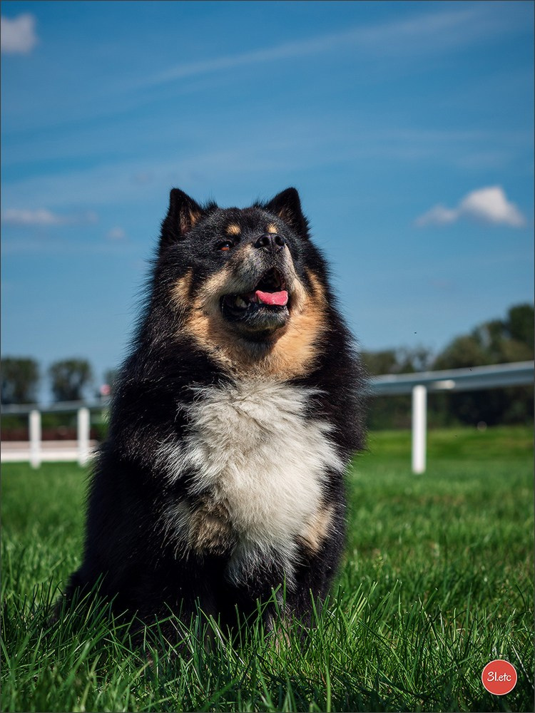 Photographie animalière. Photographe à Strasbourg | Portraits, Studio, Enfants, Événements