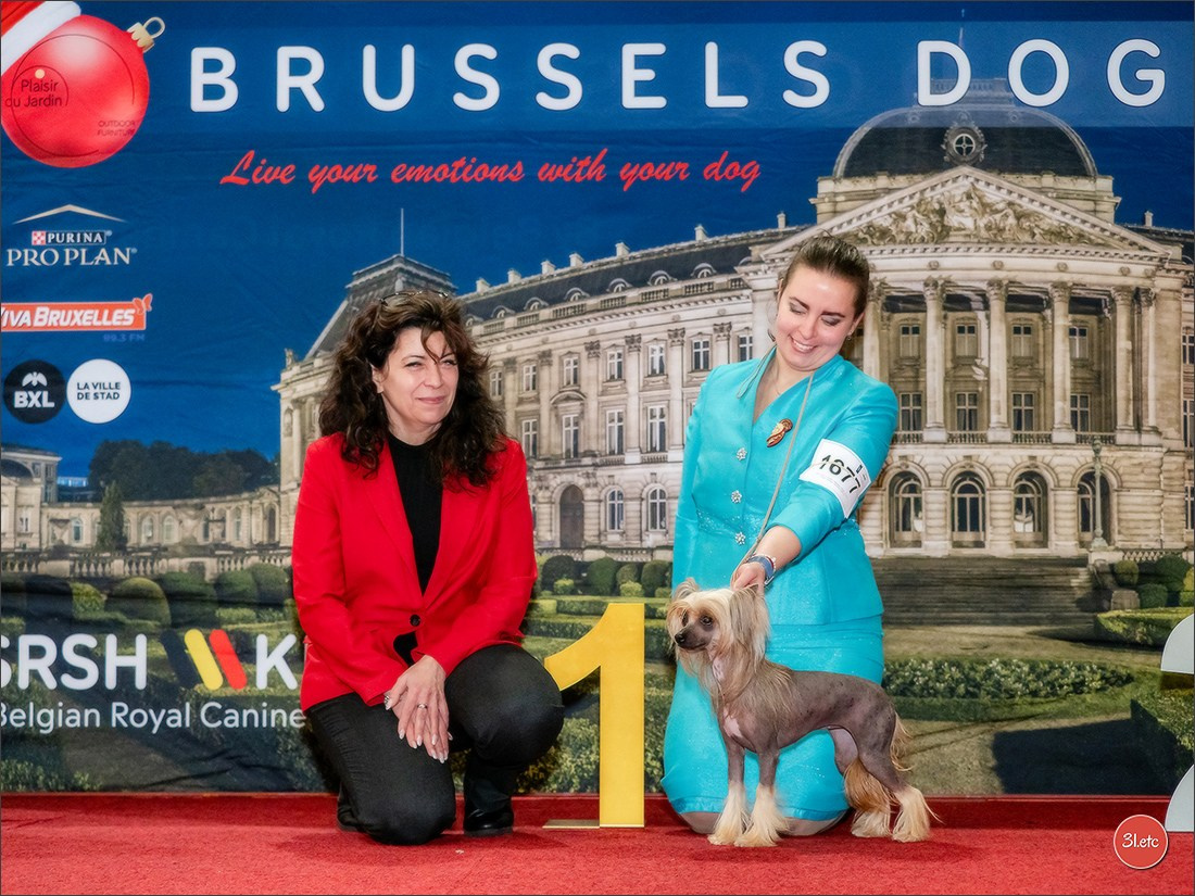 14-15.12.2024 Brussels Dog Show 🇧🇪. Photographe à Strasbourg | Portraits, Studio, Enfants, Événements