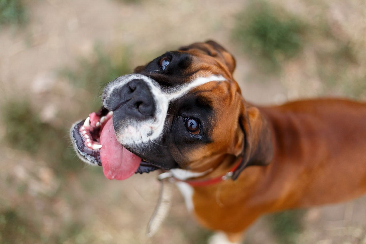 Opušteni bokser uživa u prirodi – portret srećnog psa.