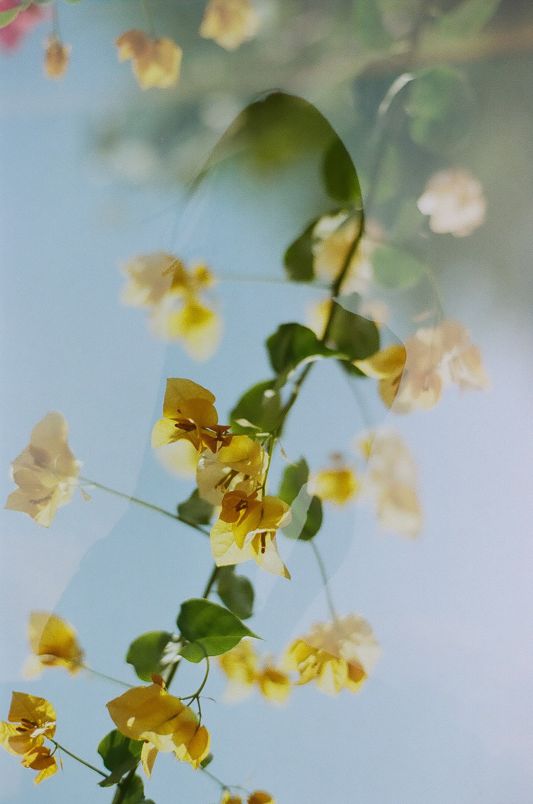 Регина. Film photographer