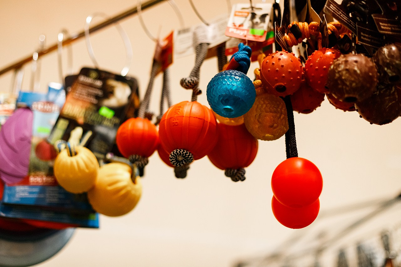 Grodno dog show. Kaja | fotograf we Wrocławiu | ludzie i psy