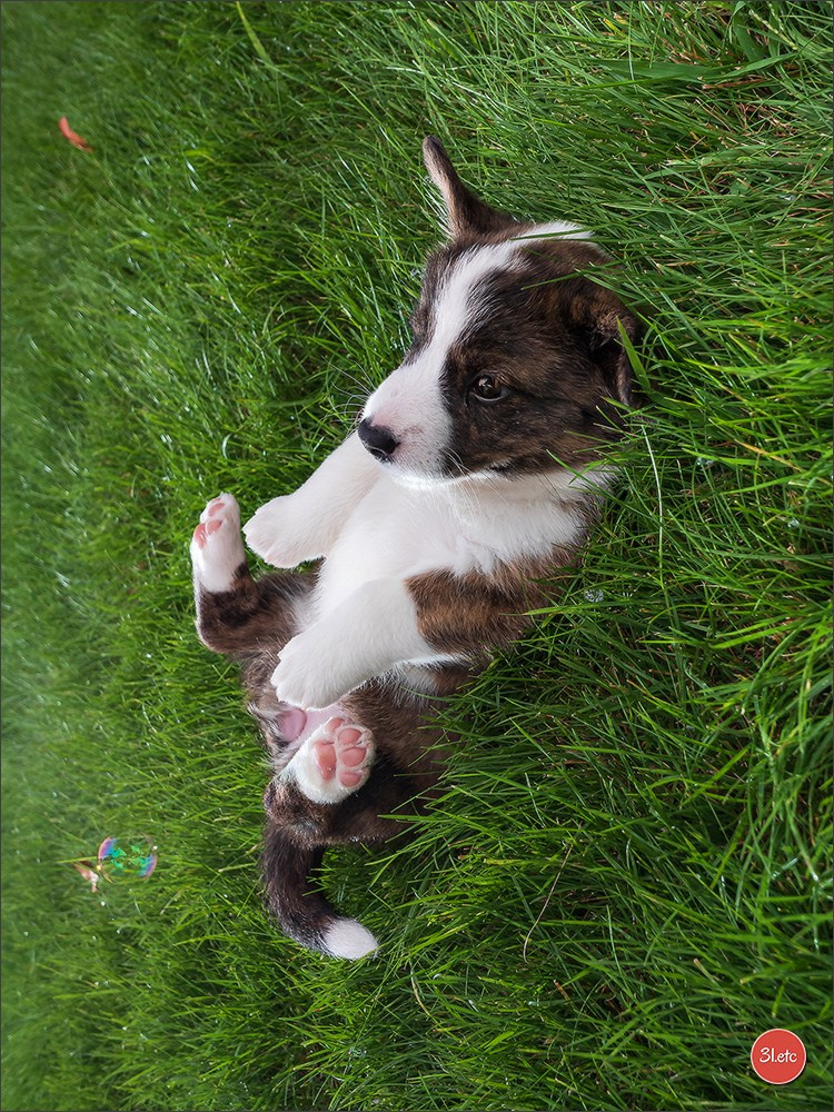Photographie animalière. Photographe à Strasbourg | Portraits, Studio, Enfants, Événements