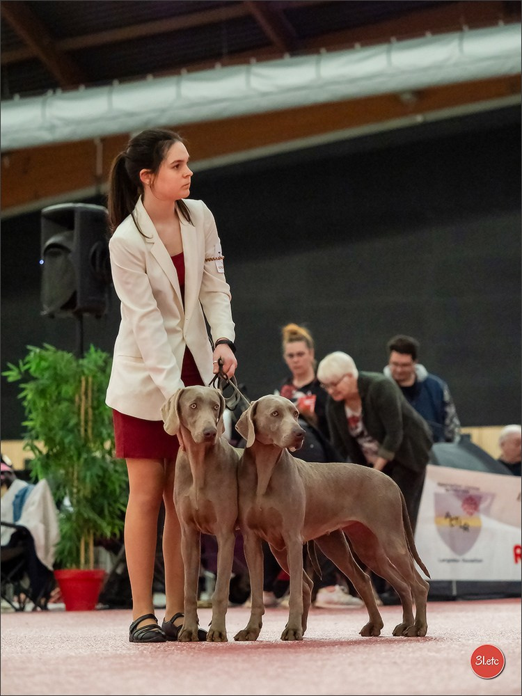 🇫🇷Exposition Canine Internationale de Perpignan. Photographe à Strasbourg | Portraits, Studio, Enfants, Événements