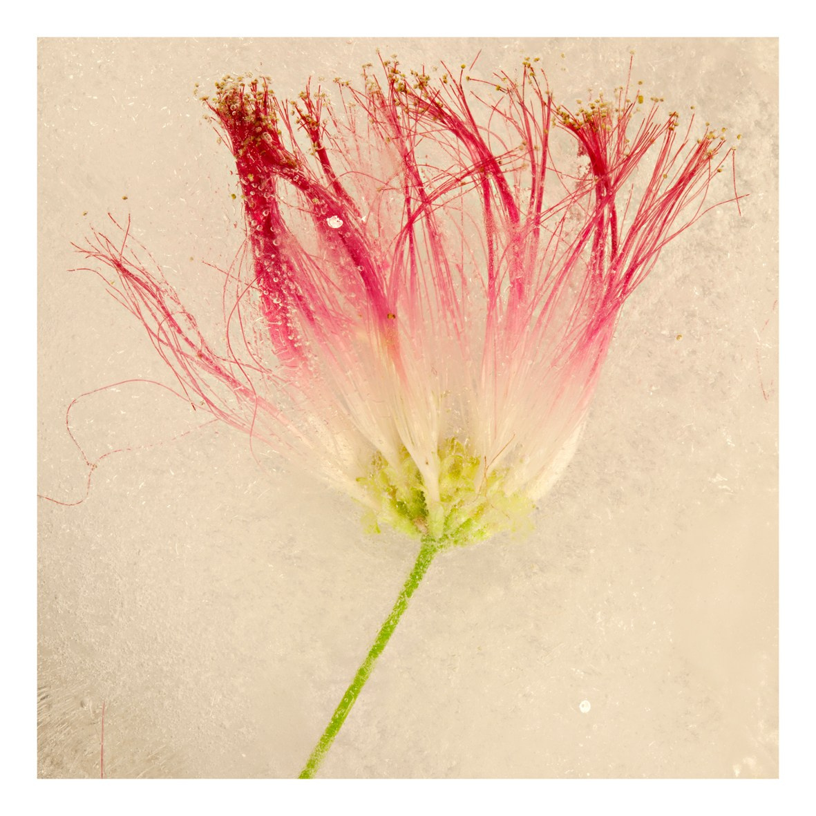 ALL RIGHTS RESERVED All images can be printed in 100 x 100 cm and 100 x 150 cm formats on the best fine art media. Other formats are available upon request. For further information, please contact the links on the main page of the site.