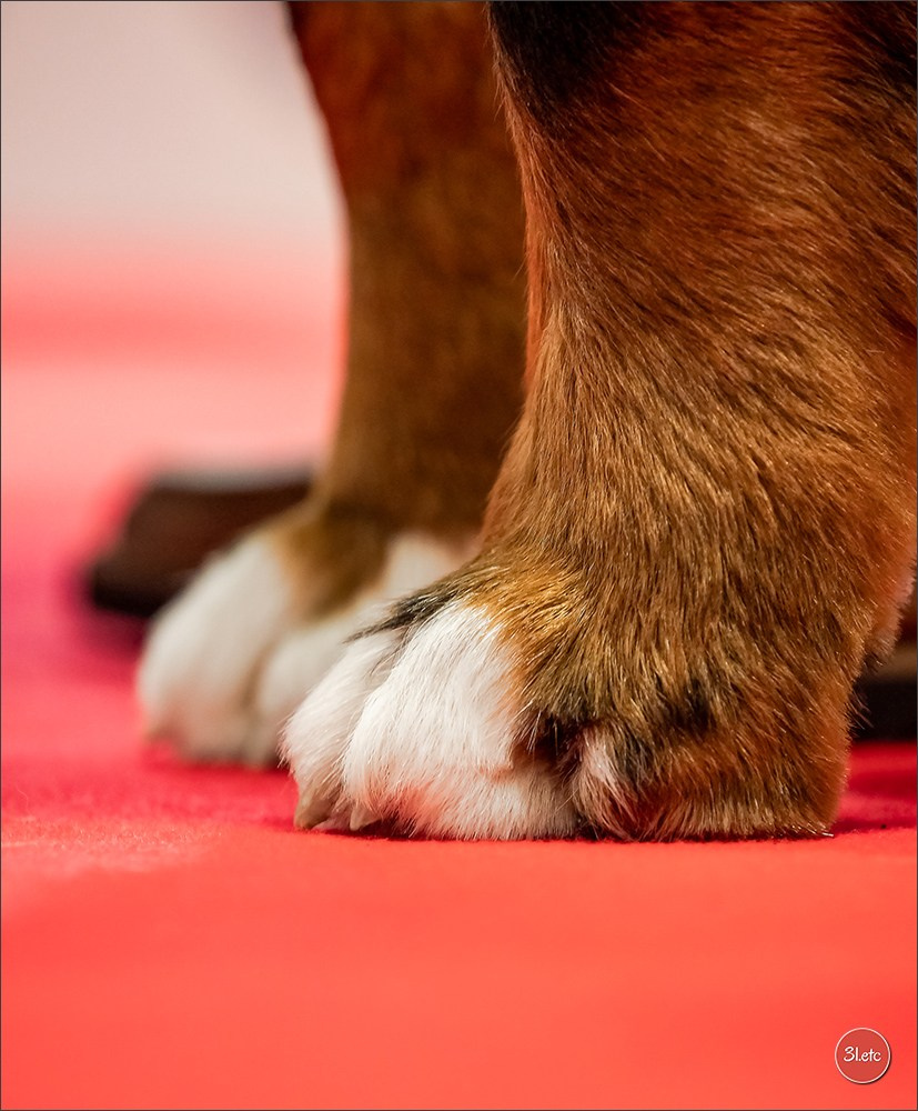Expo canine  🇫🇷  Angers  22-23/03/2025. Photographe à Strasbourg | Portraits, Studio, Enfants, Événements