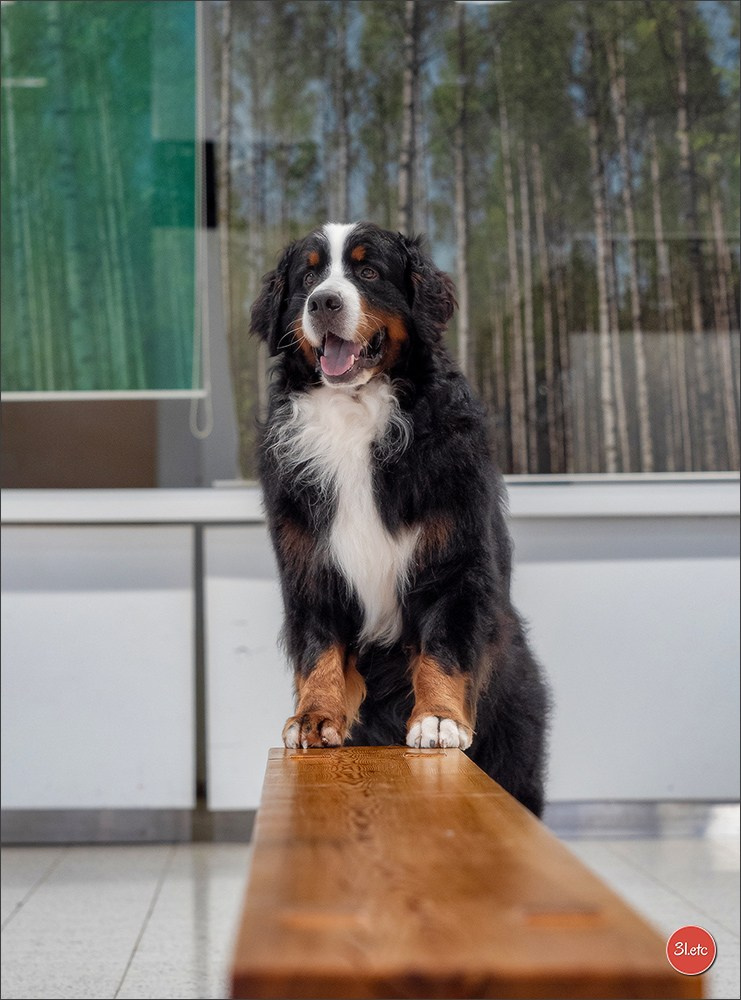 Photographie animalière. Photographe à Strasbourg | Portraits, Studio, Enfants, Événements