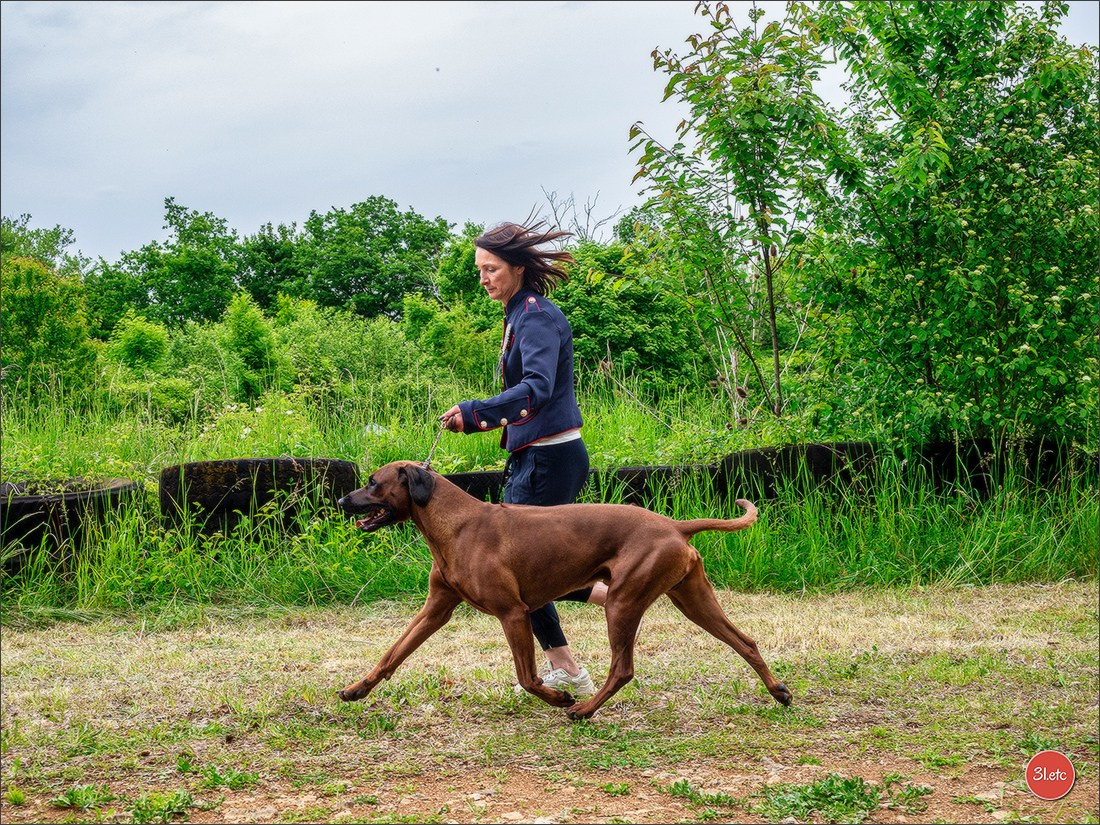 R.E. Rhodesian Ridgeback - Belleau (54) Expo canine Nancy  🇫🇷  24/05/2025. Photographe à Strasbourg | Portraits, Studio, Enfants, Événements