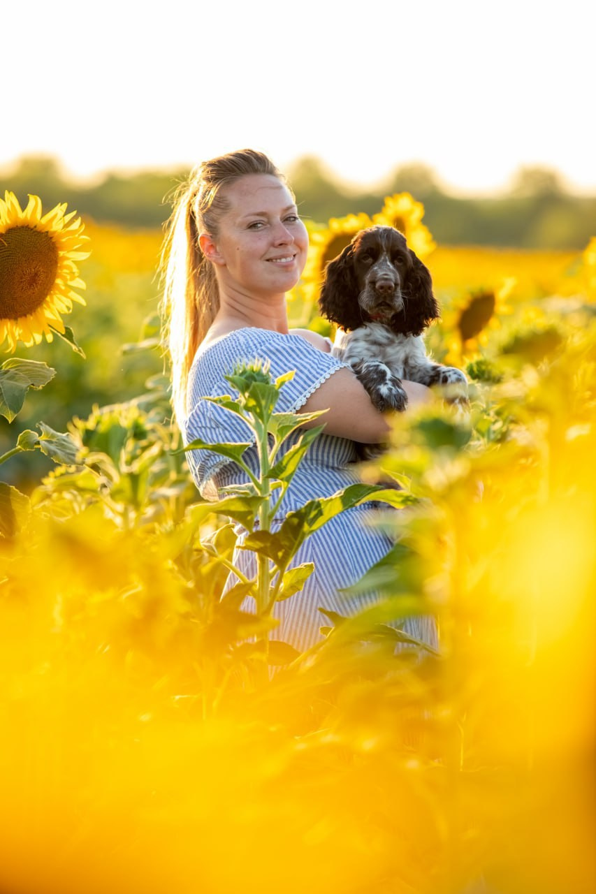 English Springer Spaniel female show dog international bloodlines