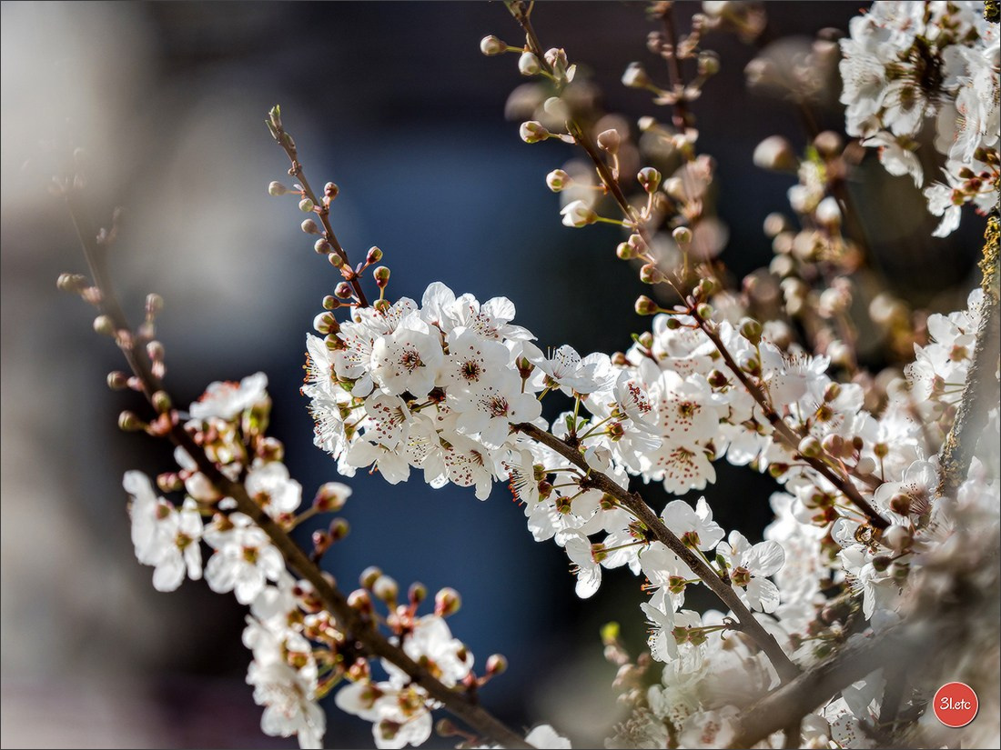 Spring came to Strasbourg in late February. Photographe à Strasbourg | Portraits, Studio, Enfants, Événements