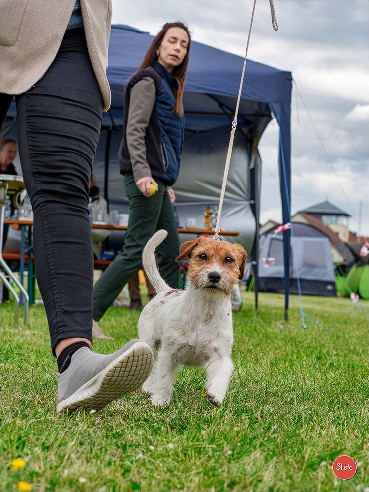 Dog Show Rieden 🇩🇪 16-18/05/2025. Photographe à Strasbourg | Portraits, Studio, Enfants, Événements