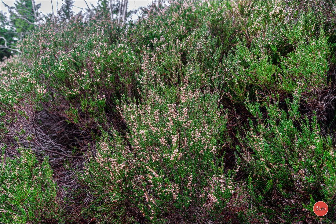 Randonnée en Forêt-Noire. Photographe à Strasbourg | Portraits, Studio, Enfants, Événements