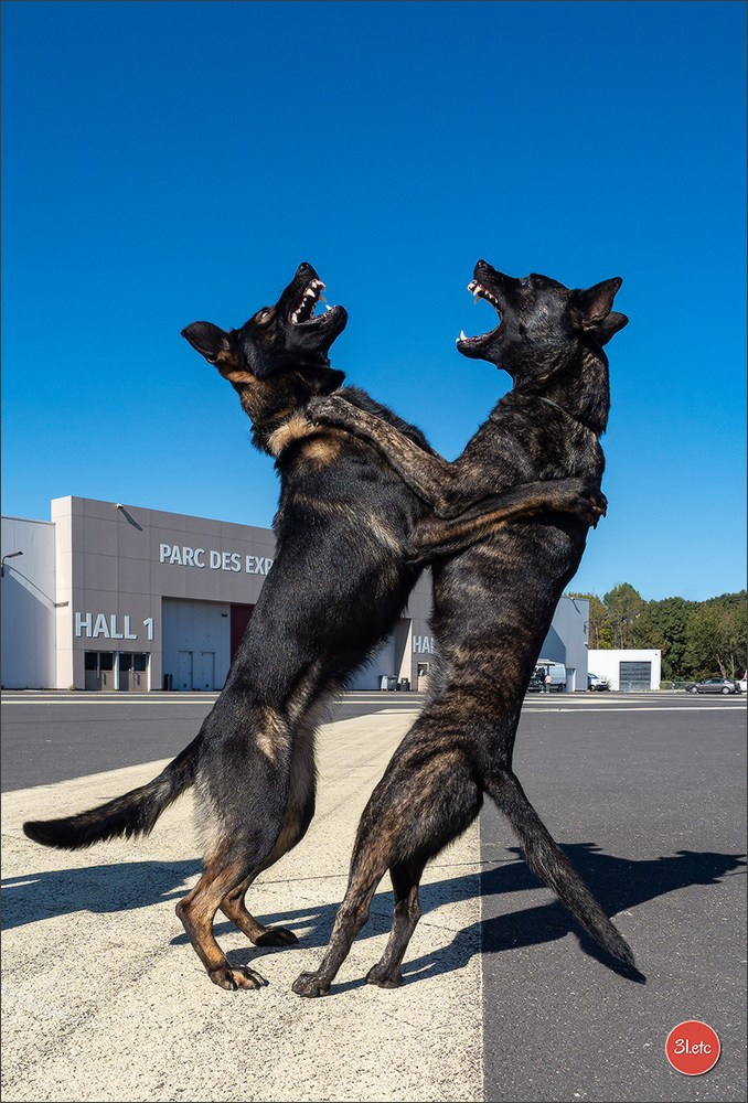 Photographie animalière. Photographe à Strasbourg | Portraits, Studio, Enfants, Événements