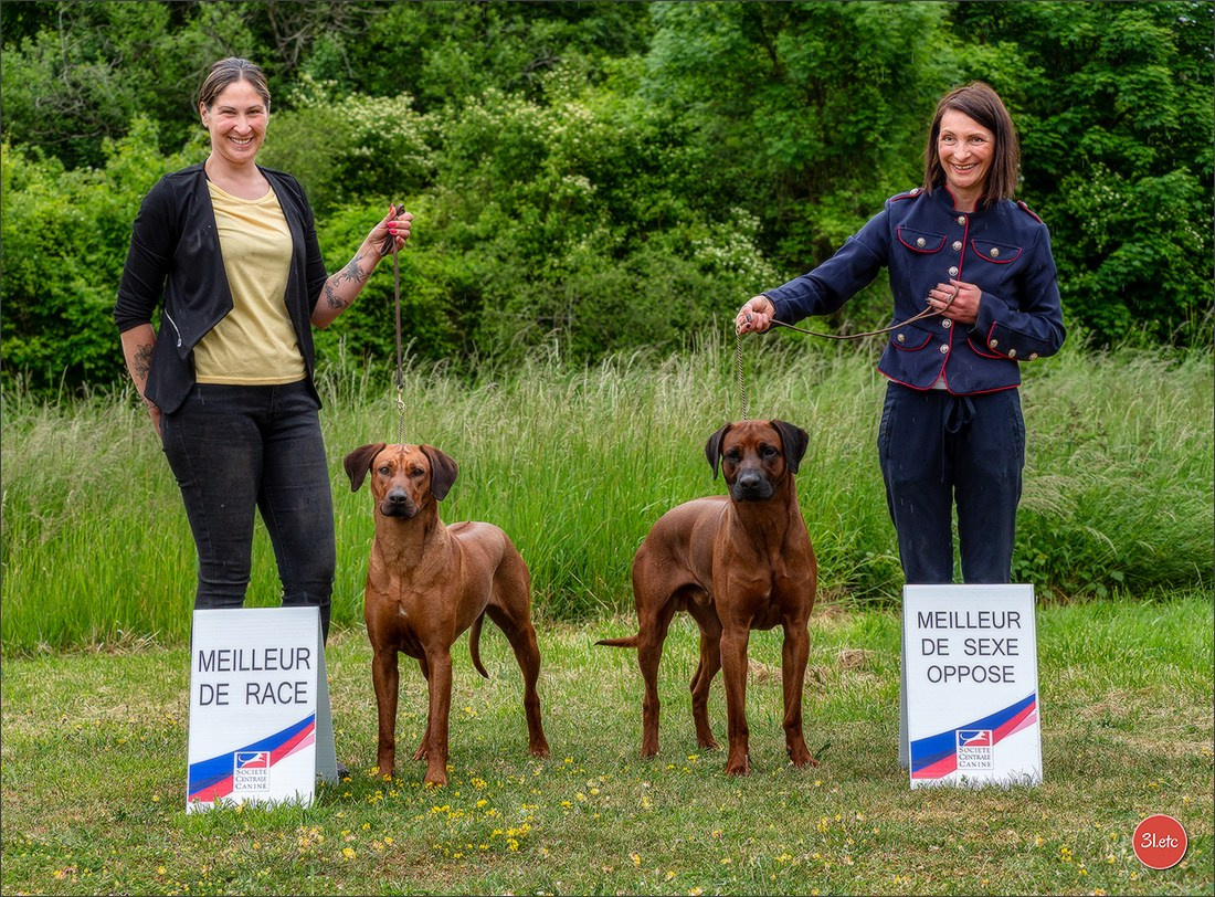 R.E. Rhodesian Ridgeback - Belleau (54) Expo canine Nancy  🇫🇷  24/05/2025. Photographe à Strasbourg | Portraits, Studio, Enfants, Événements