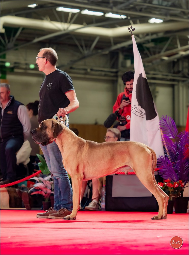 PDS  🇫🇷  Paris Dog Show  🇫🇷  Expo canine  10-11/01/2026. Photographe à Strasbourg | Portraits, Studio, Enfants, Événements