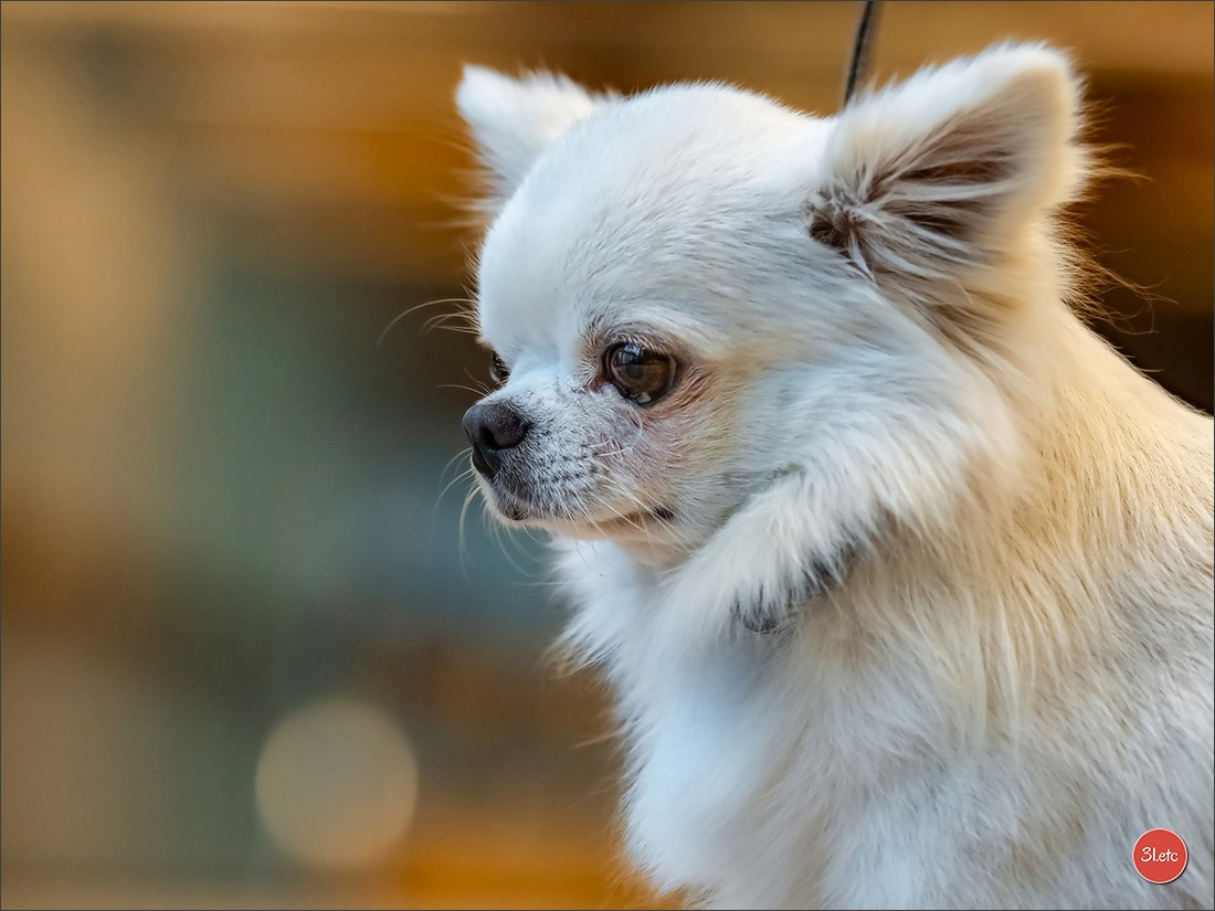 Photographie animalière. Photographe à Strasbourg | Portraits, Studio, Enfants, Événements