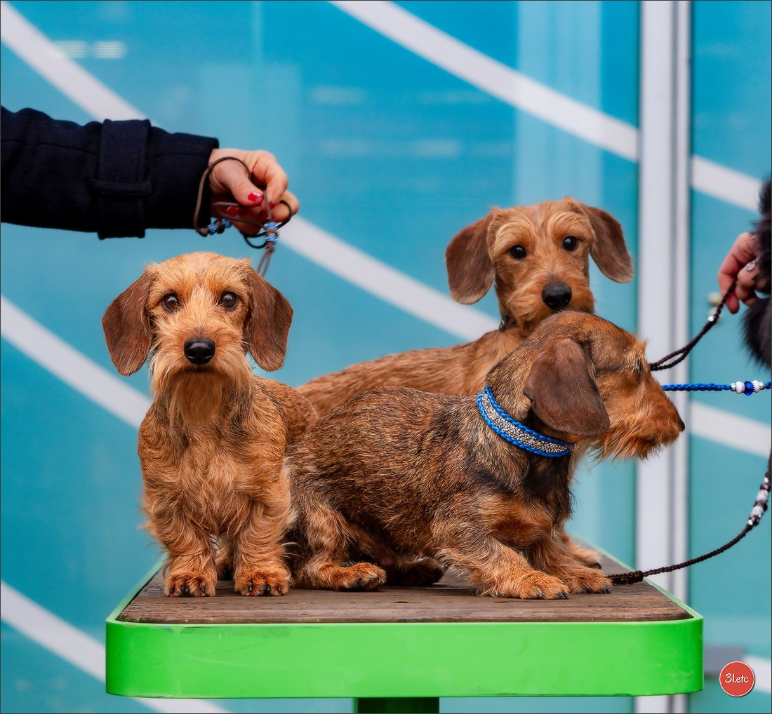 PDS  🇫🇷  Paris Dog Show  🇫🇷  Expo canine  10-11/01/2026. Photographe à Strasbourg | Portraits, Studio, Enfants, Événements