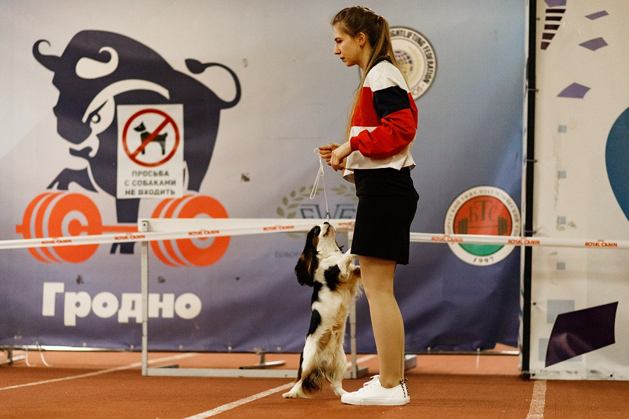 Grodno dog show. Kaja | fotograf we Wrocławiu | ludzie i psy