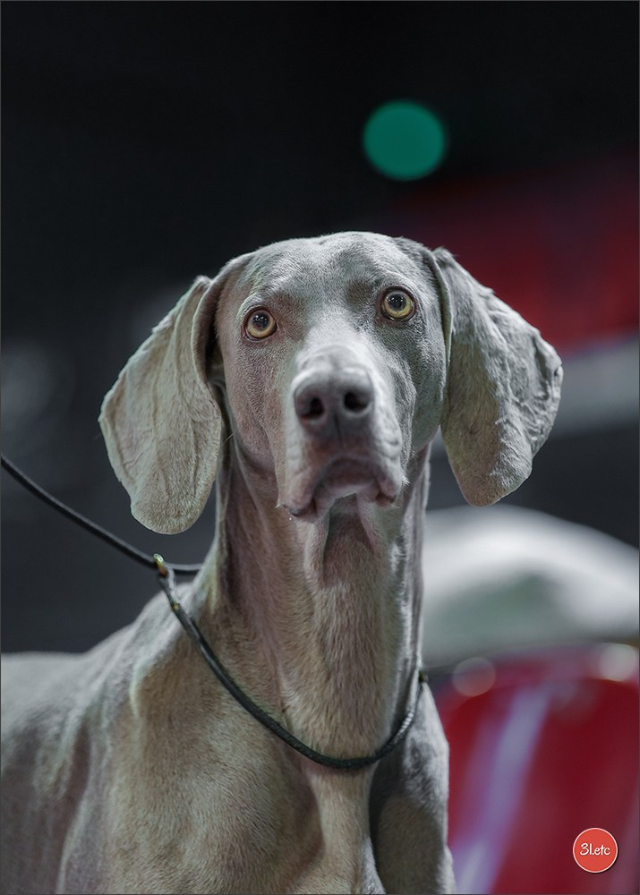 Photographie animalière. Photographe à Strasbourg | Les animaux, Portraits, Studio, Événements