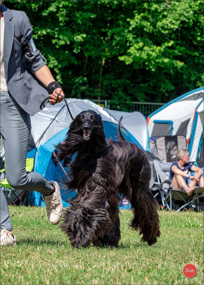 Dog Show Hallbergmoos  🇩🇪  11-13/07/2025. Photographe à Strasbourg | Portraits, Studio, Enfants, Événements