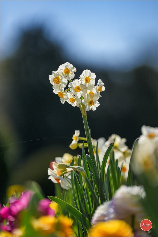 TEST ::: Sony Alpha 7 V (ILCE-7M5) 70-200mm f/2.8 GM II OSS. Photographe à Strasbourg | Portraits, Studio, Enfants, Événements
