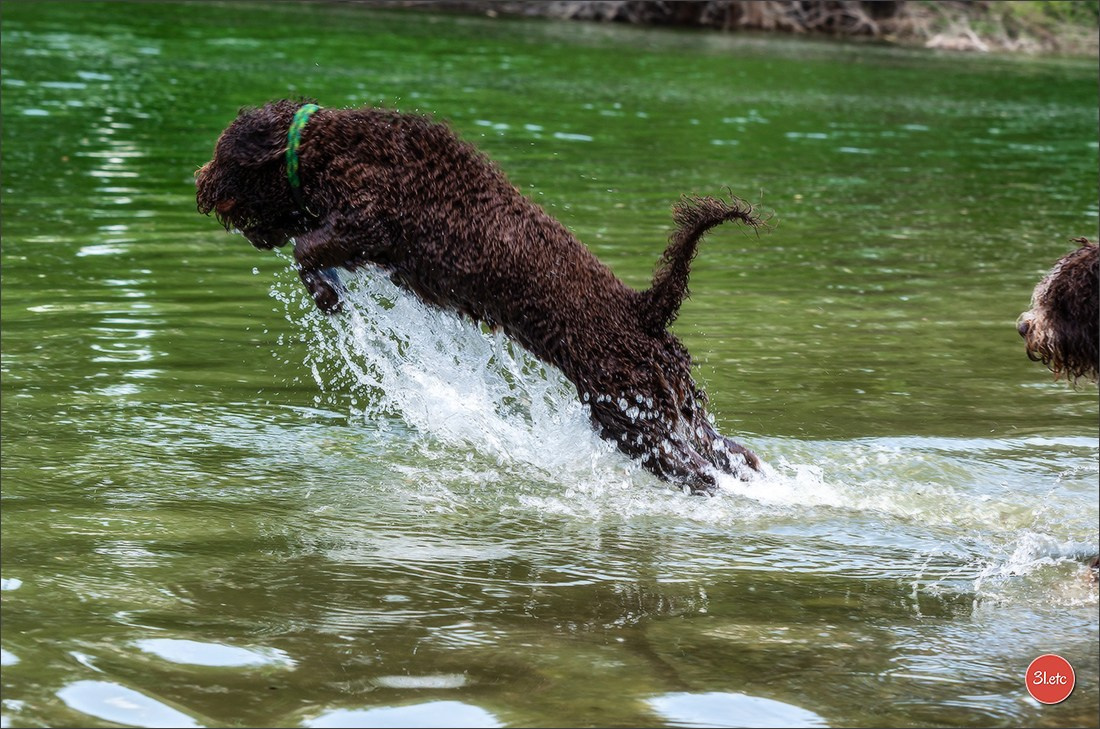 Dog Show Hallbergmoos  🇩🇪  11-13/07/2025. Photographe à Strasbourg | Portraits, Studio, Enfants, Événements