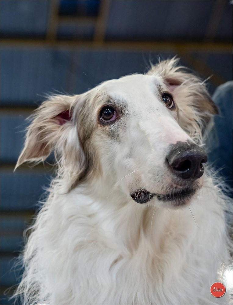 Expo canine  🇫🇷  Metz 08-09/11/2025. Photographe à Strasbourg | Portraits, Studio, Enfants, Événements