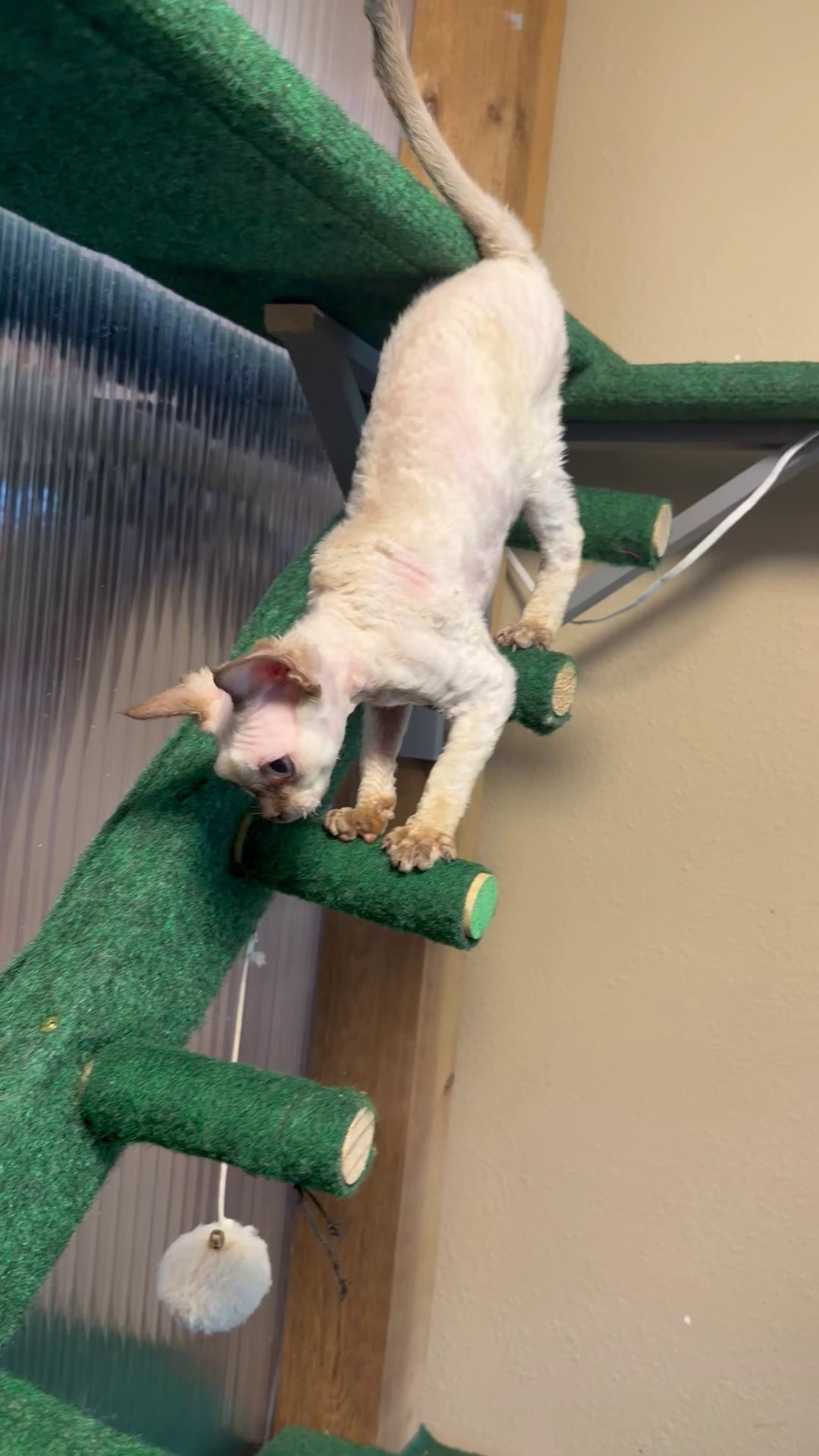 Mila, girl, born 01.15.26. Devon Rex Pixie Cattery