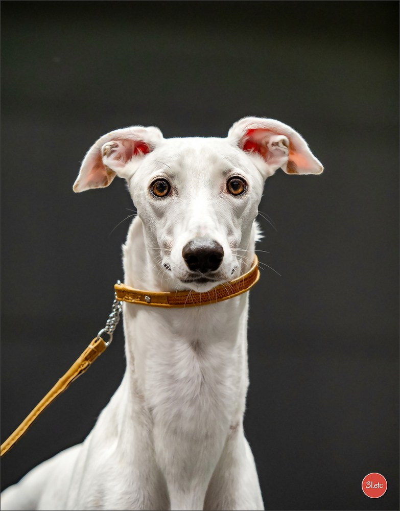 Dog Show Offenbourg  🇩🇪  14-15/03/2026. Photographe à Strasbourg | Portraits, Studio, Enfants, Événements