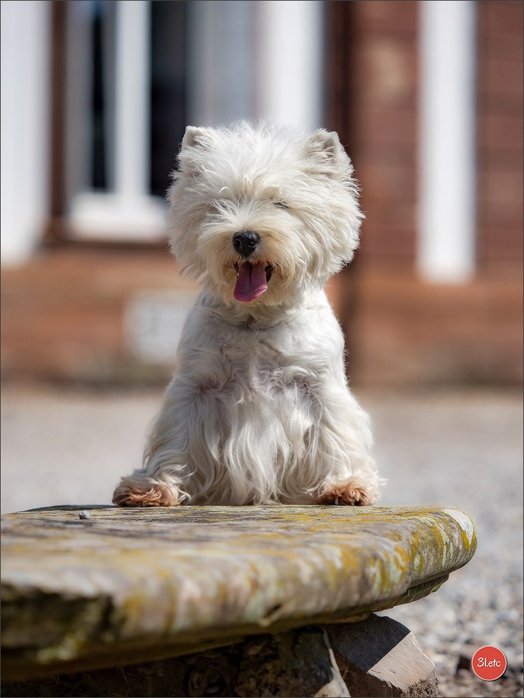 Expo canine Strasbourg  🇫🇷  23-24/08/2025. Photographe à Strasbourg | Portraits, Studio, Enfants, Événements