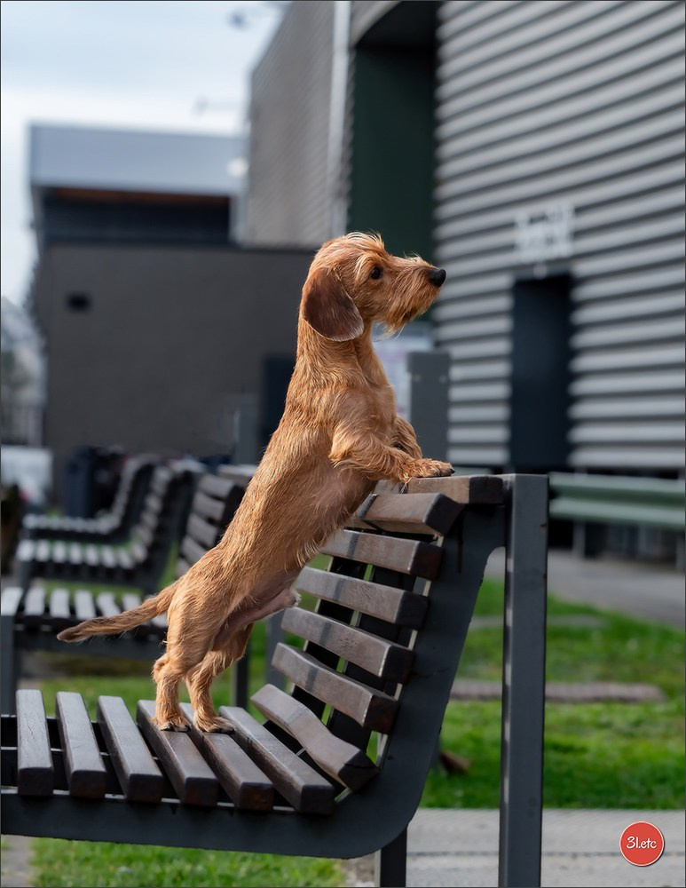 PDS  🇫🇷  Paris Dog Show  🇫🇷  Expo canine  10-11/01/2026. Photographe à Strasbourg | Portraits, Studio, Enfants, Événements