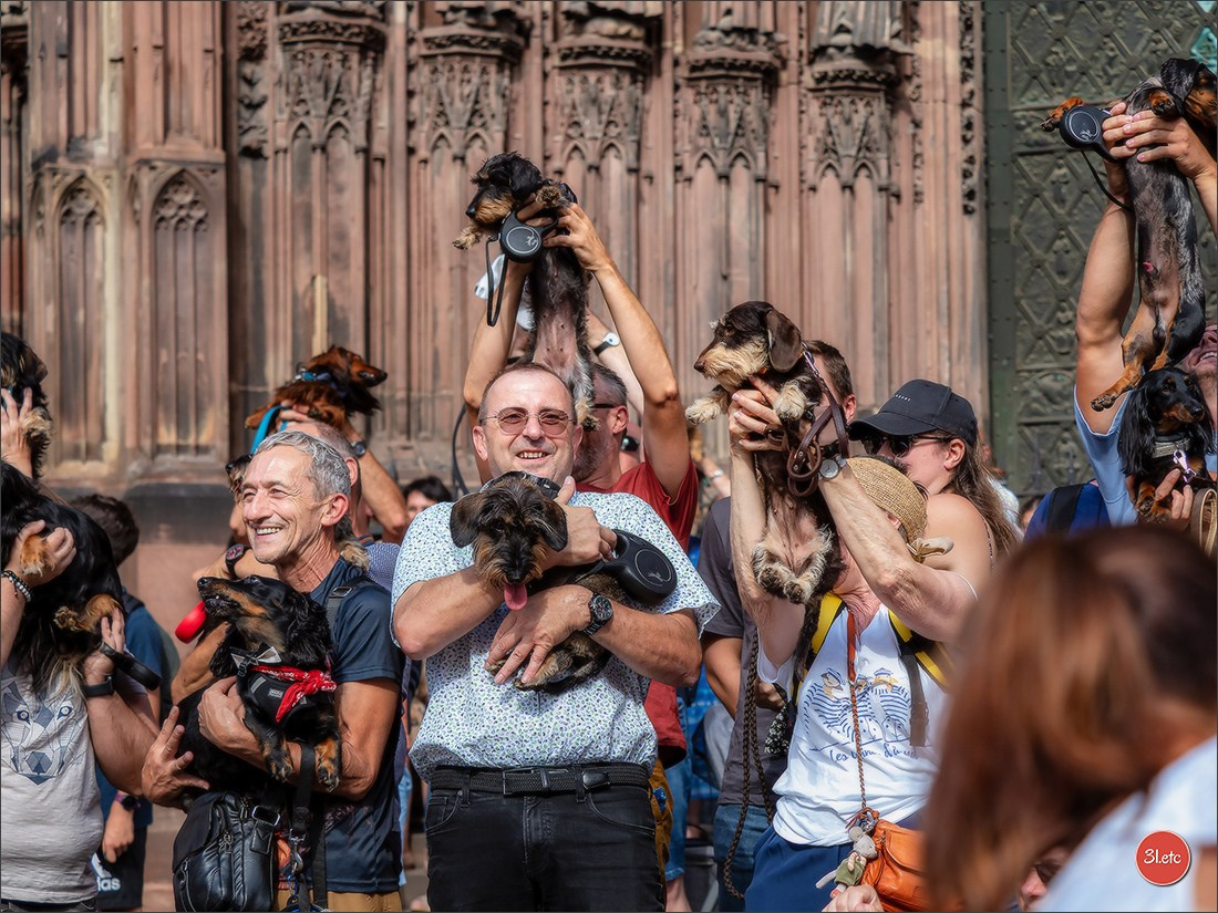 Teckels Parade Strasbourgeoise  Vous pouvez voir le galerie de photos. Photographe à Strasbourg | Portraits, Studio, Enfants, Événements